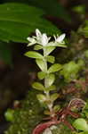 Woodland stonecrop